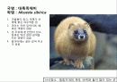 (A+)한국의 양서류, 파충류,포유류조사 59페이지
