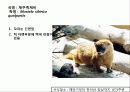 (A+)한국의 양서류, 파충류,포유류조사 60페이지
