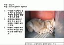 (A+)한국의 양서류, 파충류,포유류조사 63페이지
