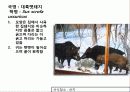 (A+)한국의 양서류, 파충류,포유류조사 65페이지