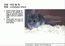 (A+)한국의 양서류, 파충류,포유류조사 66페이지