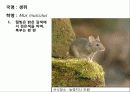 (A+)한국의 양서류, 파충류,포유류조사 70페이지