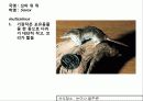 (A+)한국의 양서류, 파충류,포유류조사 72페이지
