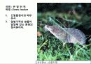 (A+)한국의 양서류, 파충류,포유류조사 73페이지