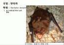(A+)한국의 양서류, 파충류,포유류조사 81페이지
