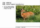 (A+)한국의 양서류, 파충류,포유류조사 88페이지