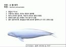 (A+)한국의 양서류, 파충류,포유류조사 93페이지