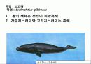 (A+)한국의 양서류, 파충류,포유류조사 95페이지