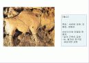 고대의  조각1 - 선사시대ㆍ고대 이집트 24페이지
