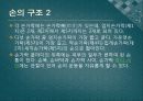 신체와 미술 - 손과 발의 해부학 3페이지