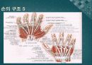 신체와 미술 - 손과 발의 해부학 6페이지