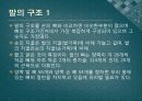 신체와 미술 - 손과 발의 해부학 9페이지