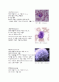 -혈액형 확인&혈구 관찰 8페이지