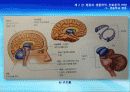 2강_ 행동의 생물학적, 진화론적 바탕(3장) 36페이지