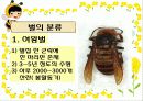 생태계의 수호자 꿀벌 (A+받은자료) 3페이지
