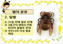 생태계의 수호자 꿀벌 (A+받은자료) 4페이지