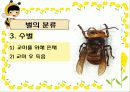 생태계의 수호자 꿀벌 (A+받은자료) 5페이지