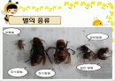 생태계의 수호자 꿀벌 (A+받은자료) 6페이지