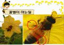 생태계의 수호자 꿀벌 (A+받은자료) 7페이지