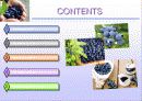 블루 베리 (blueberry) 2페이지