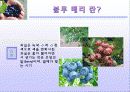 블루 베리 (blueberry) 5페이지