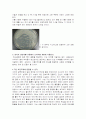한자를 통한 생명과학 개발 및 발견 사례 및 특징 조사분석 4페이지