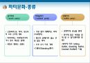 미국문화 35페이지