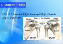 어깨 (Shoulder) 3페이지