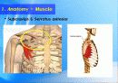어깨 (Shoulder) 11페이지