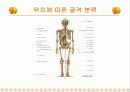 뼈의 구조와 강도 - 뼈의 기능, 구조, 구성, 강도 5페이지