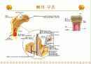 뼈의 구조와 강도 - 뼈의 기능, 구조, 구성, 강도 7페이지
