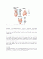 개구리해부-생물학실험 2페이지