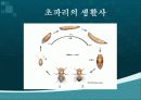 초파리 4페이지