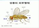초파리 6페이지