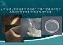 초파리 26페이지