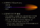 운동생리학,운동과 호흡계 내분비계 38페이지