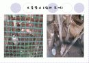 [보육학개론]생태유아교육의 성격, 생태유아교육의 배경, 관점, 생태유아교육 프로그램의 구성, 방법, 실제 사례분석 및 생태유아교육의 과제와 전망 64페이지