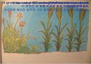 [영어예배] 08.The Parable Of The Sower (씨뿌리는 자의 비유) 10페이지
