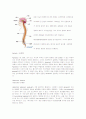Apraxia  (실행증) 이란 무엇인가? 4페이지