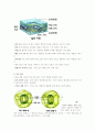 식물의 구조와 기능  7페이지