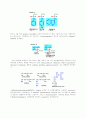 필수 아미노산과 단백질의 역할과 기능 3페이지