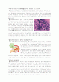 위와 헬리코박터 파이로리(Helicobacter pylori) 2페이지