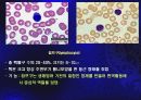 혈구관찰 및 혈액형 검사 11페이지