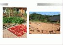 주택론 공동체주택 코하우징(Co - Housing) 특징 및 국외 성공사례 분석 40페이지