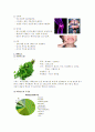 에센셜 오일 조사  (베티버 & 페퍼민트) 2페이지
