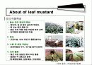 갓김치보고서 4페이지