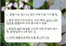 식물 10페이지