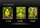 식물 17페이지