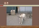 펫 산업 23페이지