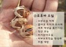 honey_skin 10페이지